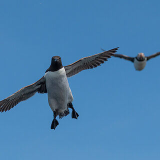 Farne Islands - Guillemot en puffin